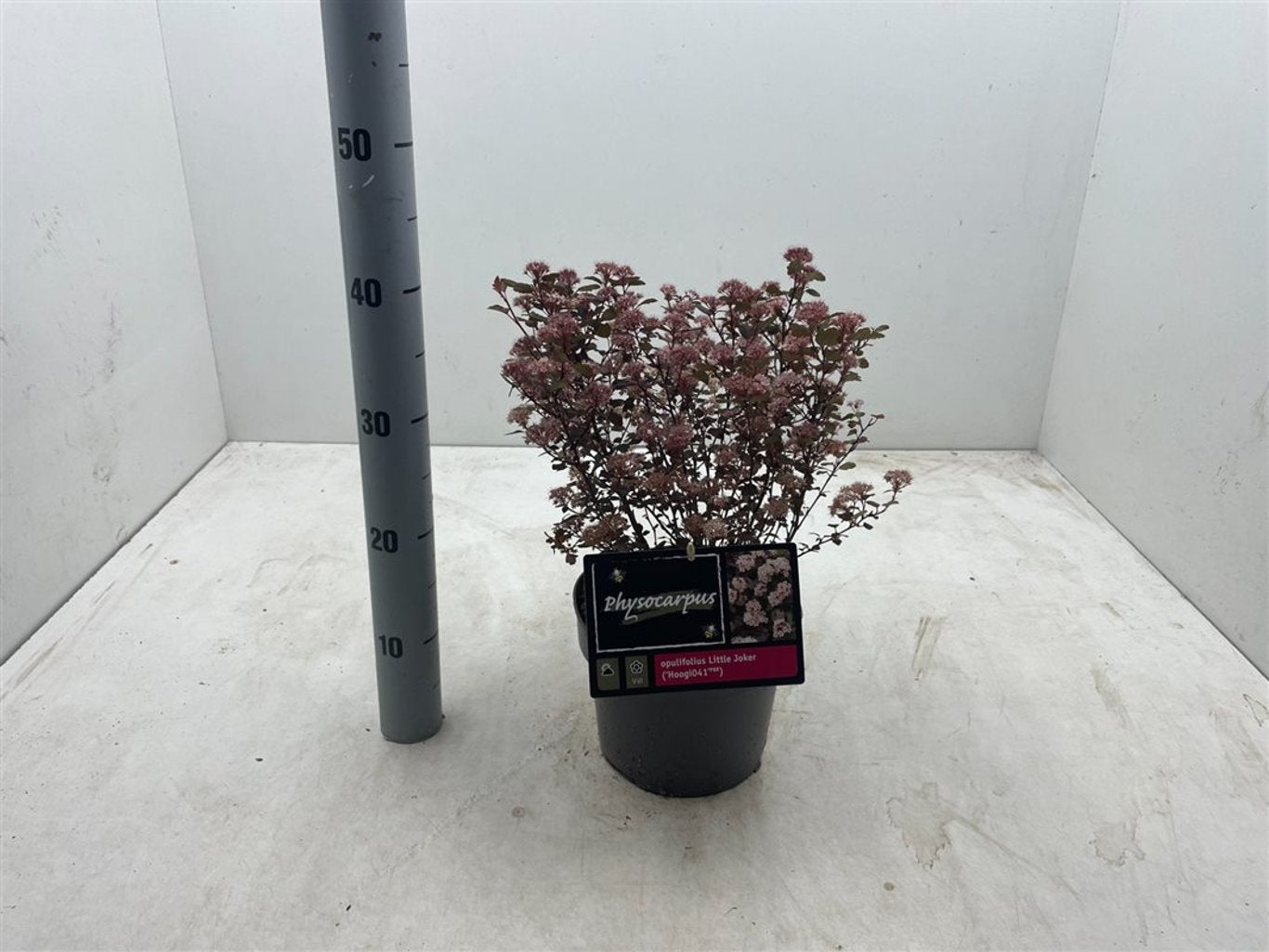 Physocarpus opulif. 'Little Joker' - C3